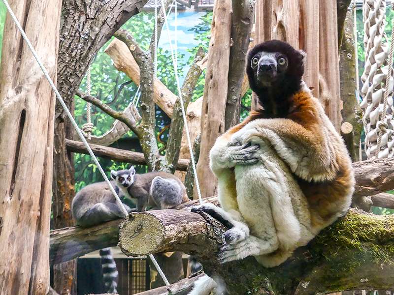 Die Lemuren im Zoo: Sifaka Daholo mit den beiden Kattas im Zoo Heidelberg. (Foto: Petra Medan/Zoo Heidelberg)