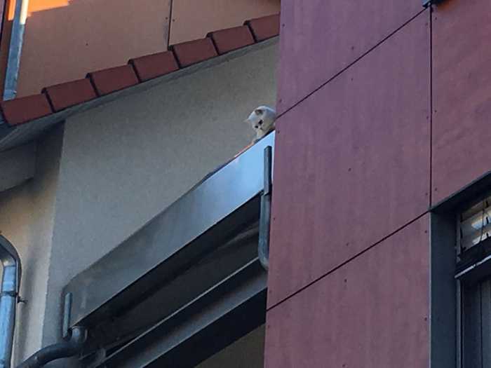 Katzendame Evi kommt nicht mehr selbständig vom Dach - Foto: Sven Lillig