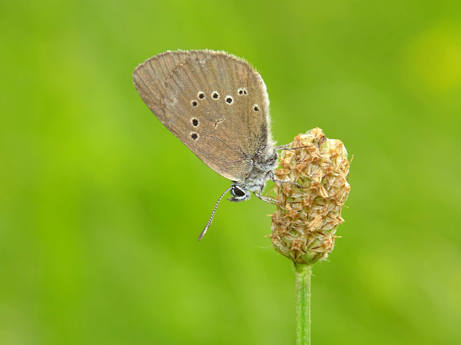 Dunkler Wiesenknopf-Ameisenbläuling (Maculinea nausithous) an Großem Wiesenknopf (Sanguisorba officinalis) (Foto: Hendrik Turni)