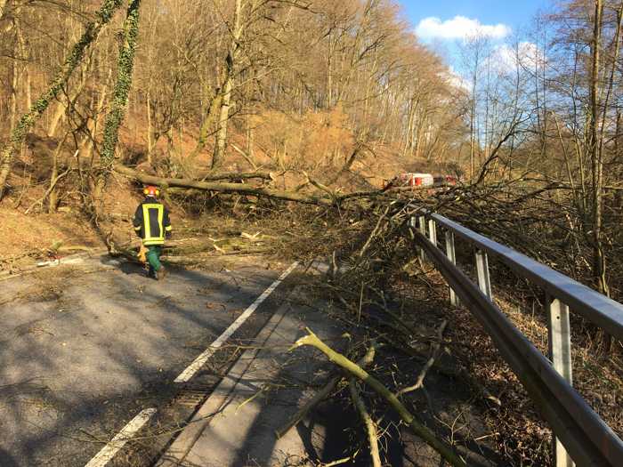 Umgestürzter Baum L596