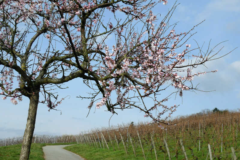 Blühender Baum an Weinberg (Foto: Verkehrsverein Bensheim e.V.)