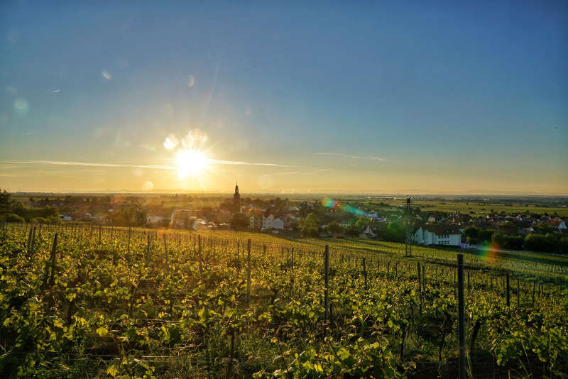 Wanderung „Nilkreuzfahrt“ in Kallstadt (Foto: Weingut am Nil)