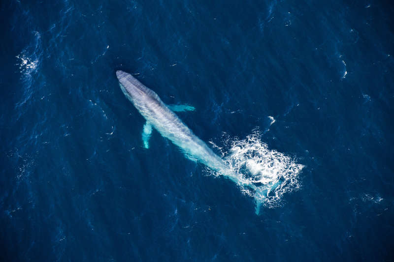 Gigant der Meere: der Blauwal. (Foto: Florian Schulz)