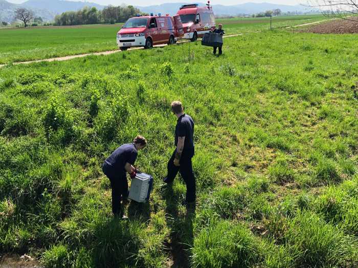 Enten Familie auf Irrwegen