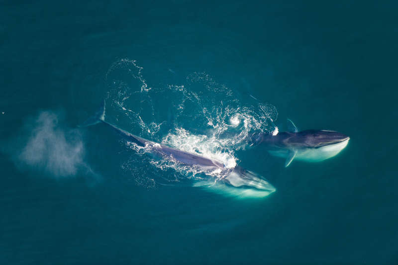 Finnwale (Balaenoptera physalus) vor der Küste Grönlands. (Foto: Florian Schulz)