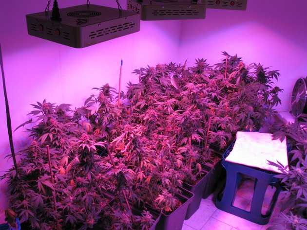 60 Cannabispflanzen als Zufallsfund bei Durchsuchung in Wohnung sichergestellt: