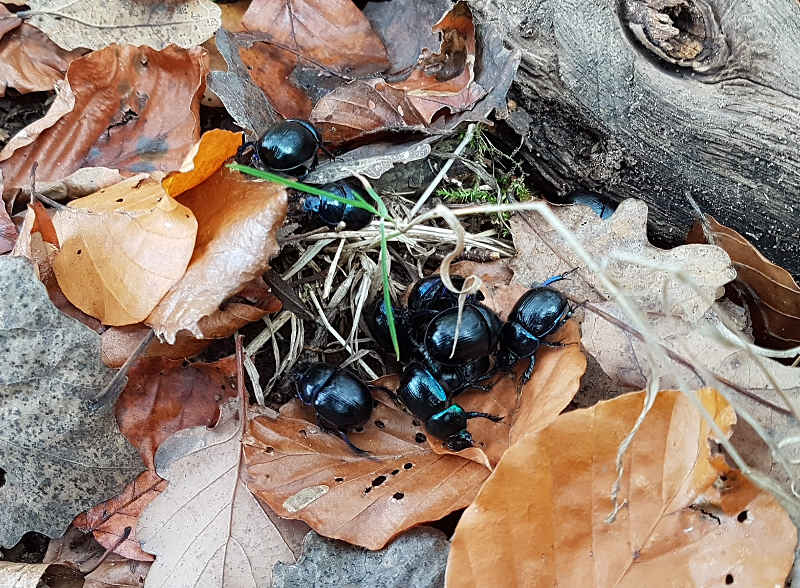 Auf den Dung von Tieren angewiesen: Mistkäfer im Pfälzerwald. (Foto: Pfalzmuseum für Naturkunde)