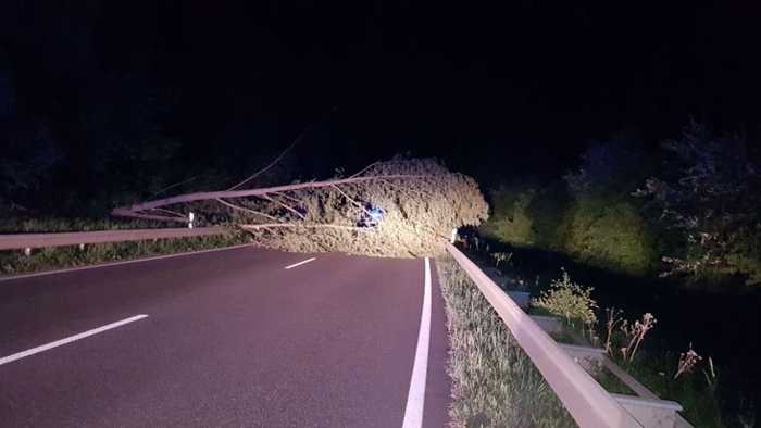 Umgestürzter Baum