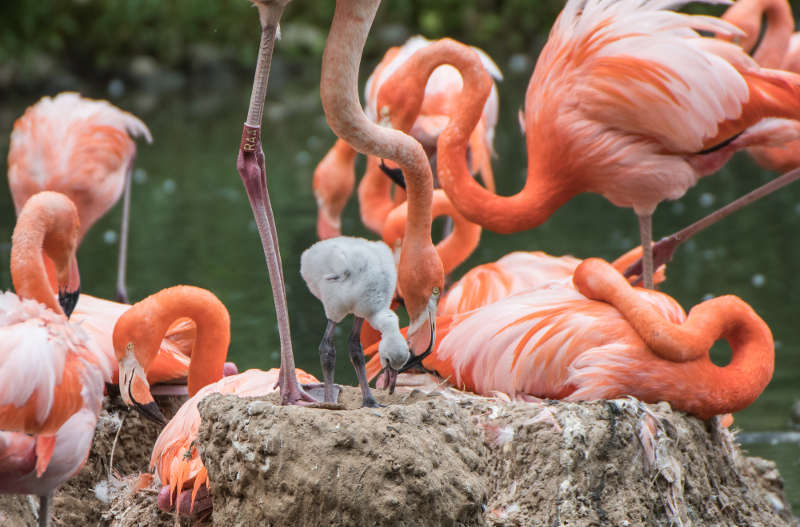 Flamingo-Jungtier bei den "Großen" (Foto: Susi Fischer/Zoo Heidelberg)