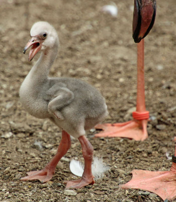Der Mini-Flamingo erkundet bereits seine Umgebung (Foto: Zoo Karlsruhe)