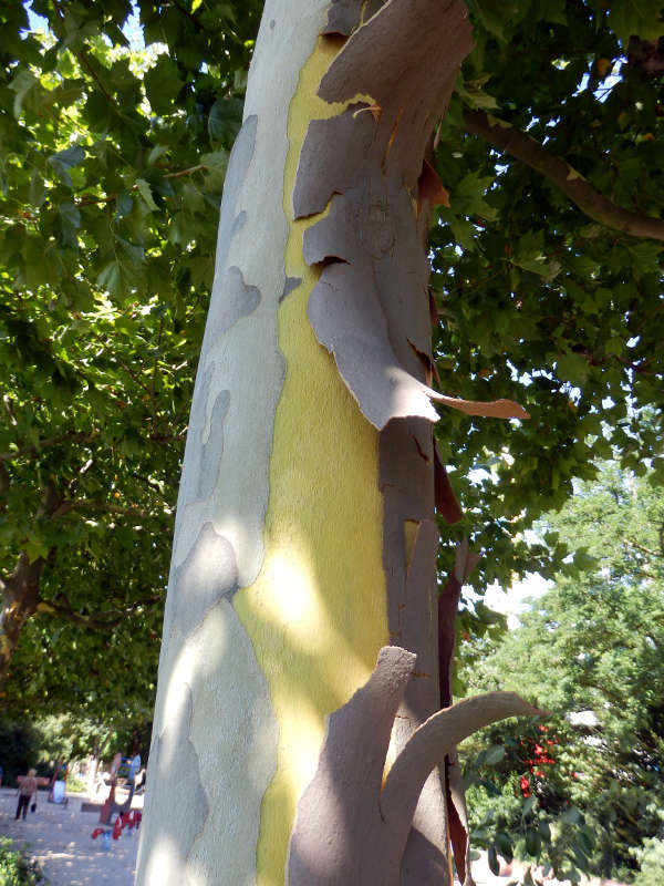 Platane schält sich (Foto: Rainer Vollweiter)