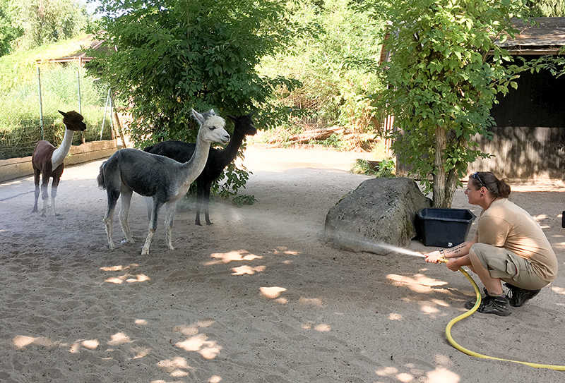 Mit einer Wasserdusche sorgen die Tierpfleger bei den Alpakas für Abkühlung (Foto: Zoo Heidelberg)