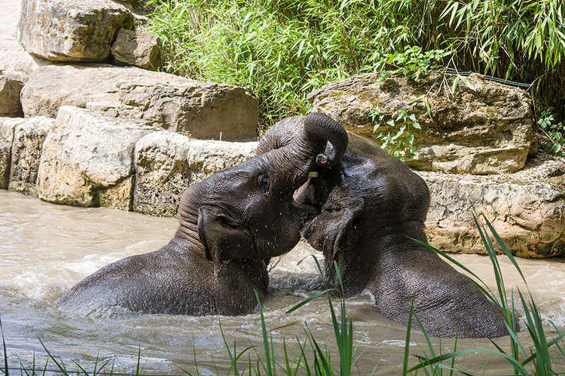 Asiatische Elefanten beim Baden (Foto: Heidrun Knigge/Zoo Heidelberg)