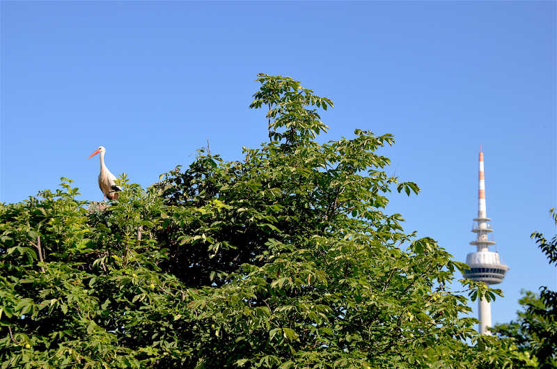 Storch in Mannheim 2018 (Foto: Stadtpark Mannheim gGmbH)