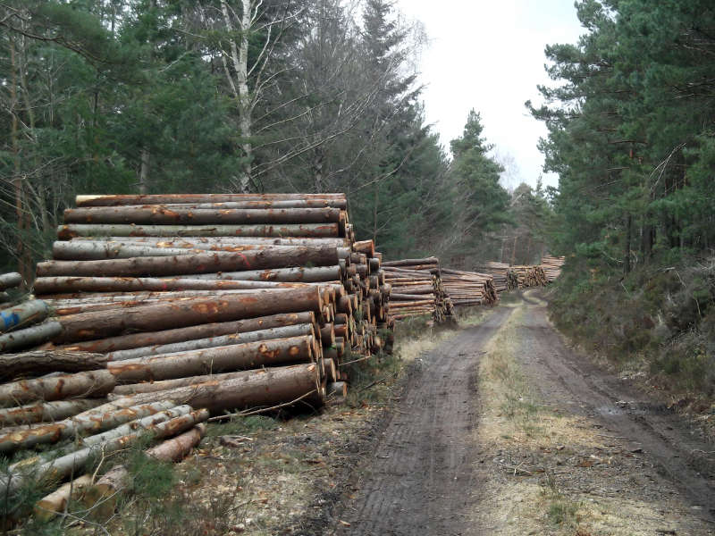 Geerntetes Durchforstungsholz am Abfuhrweg (Foto: J. Bramenkamp)