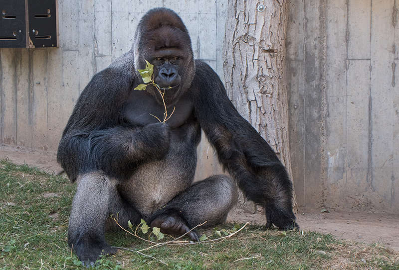 Am Thementag Affen erfahren Zoobesucher alles rund um große und kleine Affen. (Foto: Susi Fischer/Zoo Heidelberg)