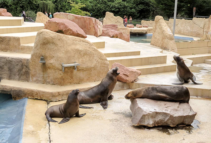 Pablo (rechts) gemeinsam mit Atos (mittig) bei einer Trainingseinheit mit ihrem Tierpfleger. (Foto: Zoo Heidelberg)