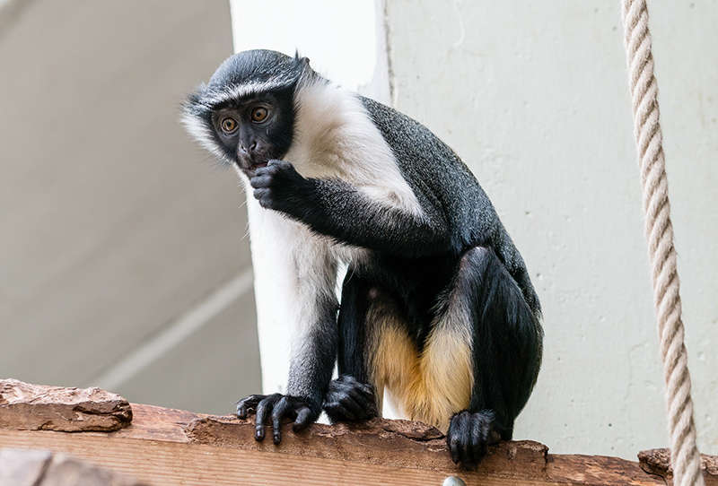 Die Roloway-Meerkatzen zählen zu den stark bedrohten Affenarten in Westafrika (Foto: Peter Bastian/Zoo Heidelberg)