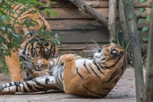 Tebo (li.) und Karis (r.) bei ihrem Rendezvous auf der kleinen Außenanlage. (Foto: Susi Fischer/Zoo Heidelberg)