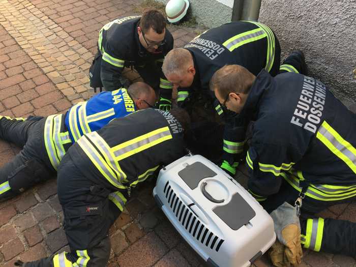 Mit vereinten Kräften wurde der Kater gerettet