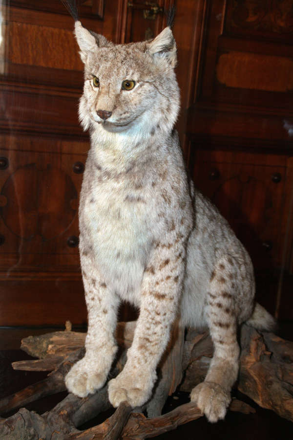 Luchspräparat aus dem Naturkundemuseum Karlsruhe (Foto Rolf Schädler)