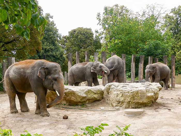 Chef Gandhi (li.) wird die Heidelberger Jungbullen-WG Anfang November verlassen. (Foto: Petra Medan/Zoo Heidelberg)