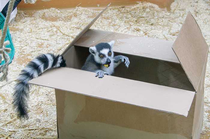 Ob sich die Tiere im Zoo Heidelberg, wie Katta Bato auf dem Foto, dieses Jahr über viele Weihnachtsgeschenke freuen dürfen? (Foto: Heidrun Knigge)