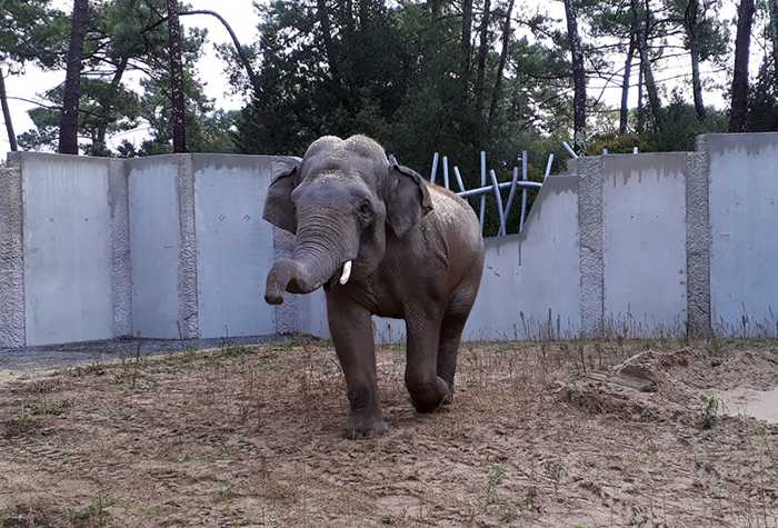 Elefant Gandhi hat die Fahrt gut überstanden und ist wohlbehalten im Zoo La Palmyre, Frankreich, angekommen (Foto: Tobias Kremer/Zoo Heidelberg)