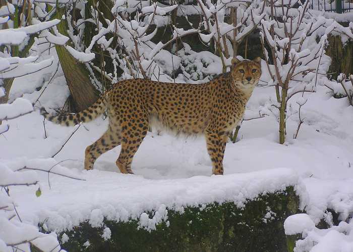 Gepard im Schnee Quelle: Zoo Landau