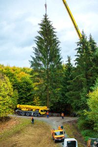 Der Frankfurter Weihnachtsbaum 2018 aus dem Spessart: Fichte am Kran (Foto: Gandayo)