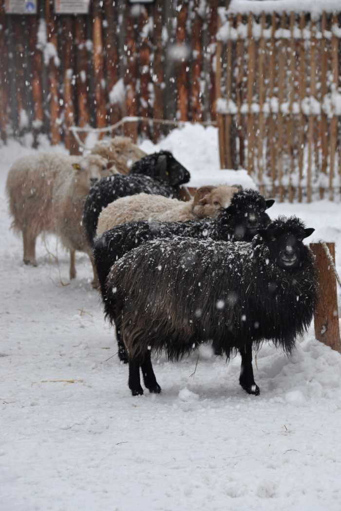 Zoo im Winter - Quelle: Zooschule Landau