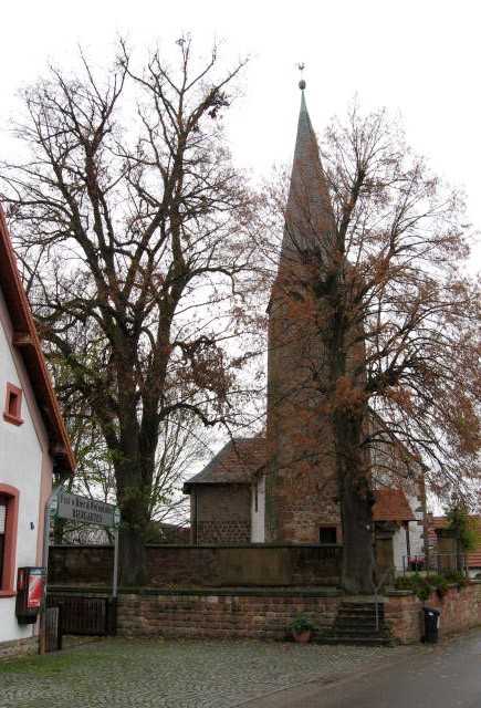 Die Linden in Klingen sind als Naturdenkmal ausgewiesen. Totholz soll nun entfernt werden.