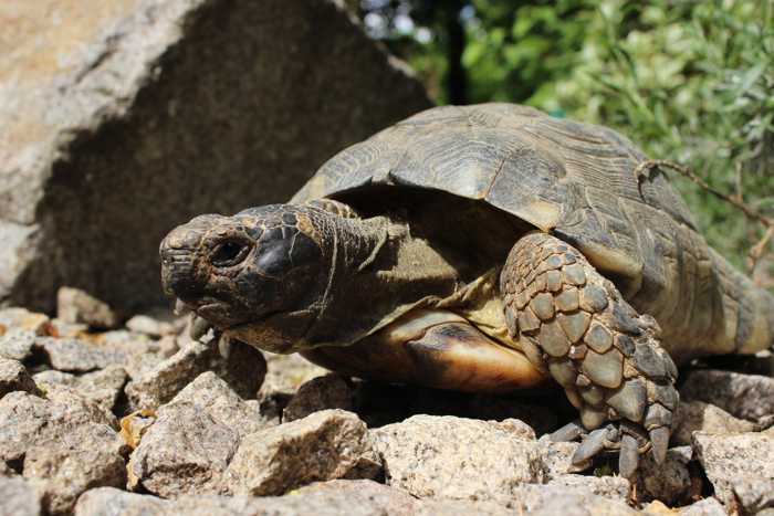 Breitrandschildkröte Foto: Zoo Landau