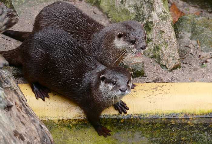 Zwei wie Bonnie und Clyde: Ein Zoobesuch bei den Zwergottern macht richtig Spaß. (Foto: Petra Medan/Zoo Heidelberg)