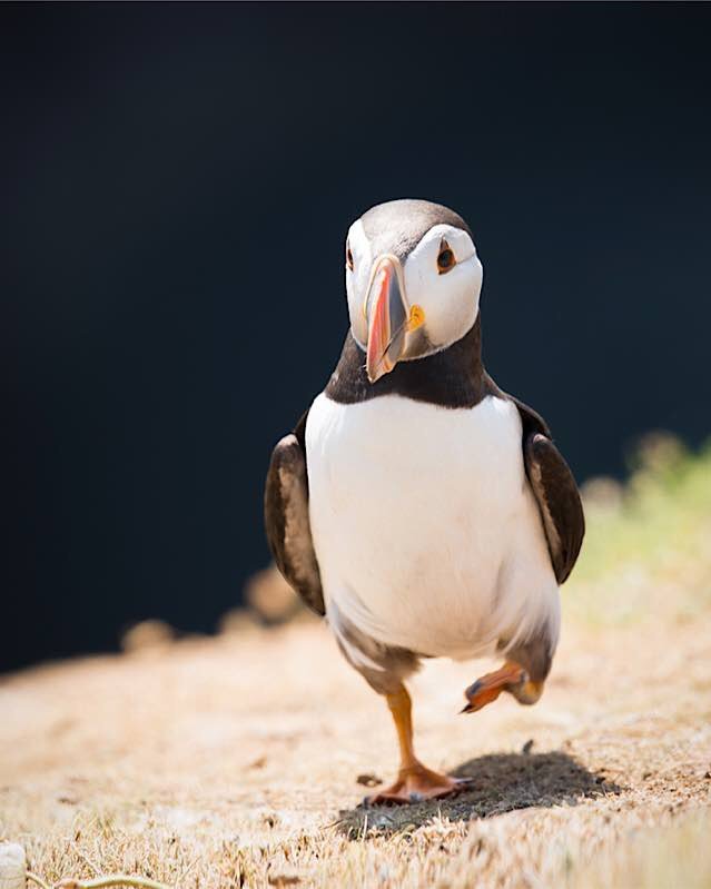 Papageitaucher (Foto: Markus Limmer)