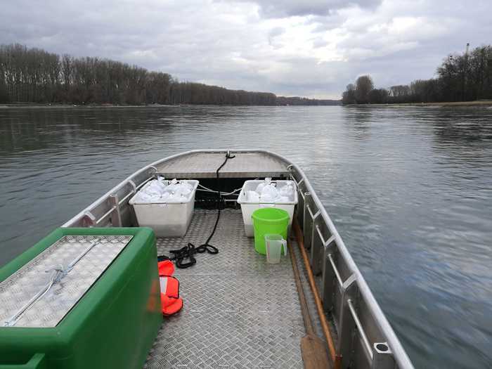 Die Glasaale auf dem Weg in neues Gewässer Bildnachweis: Regierungspräsidium Karlsruhe