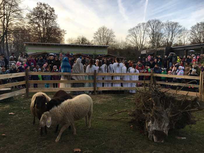 Freizeitbetriebe Worms GmbH Erfolgreiche Premiere: Weihnachtszauber mit Krippenspiel im Tiergarten