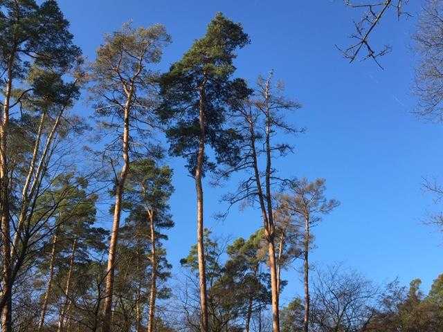 Durch die Trockenheit 2018 stark geschädigter Kiefernwald - Quelle: Landratsamt Karlsruhe