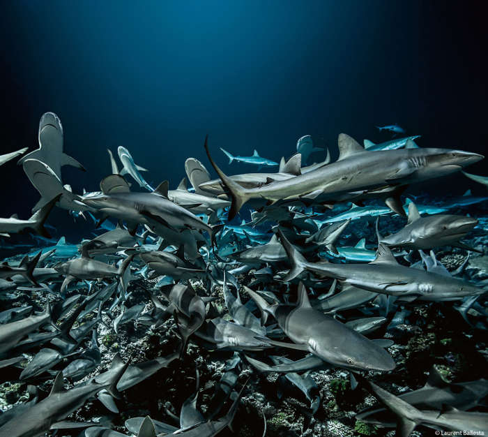 700 SHARKS (Foto: Laurent Ballesta)