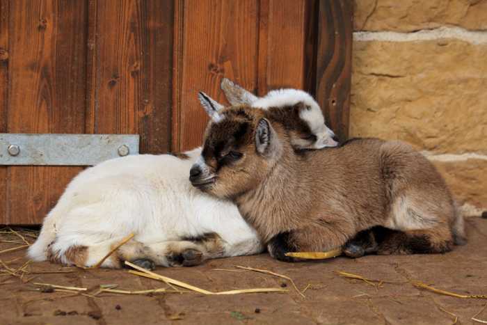 Ziegen - Foto Zoo Landau