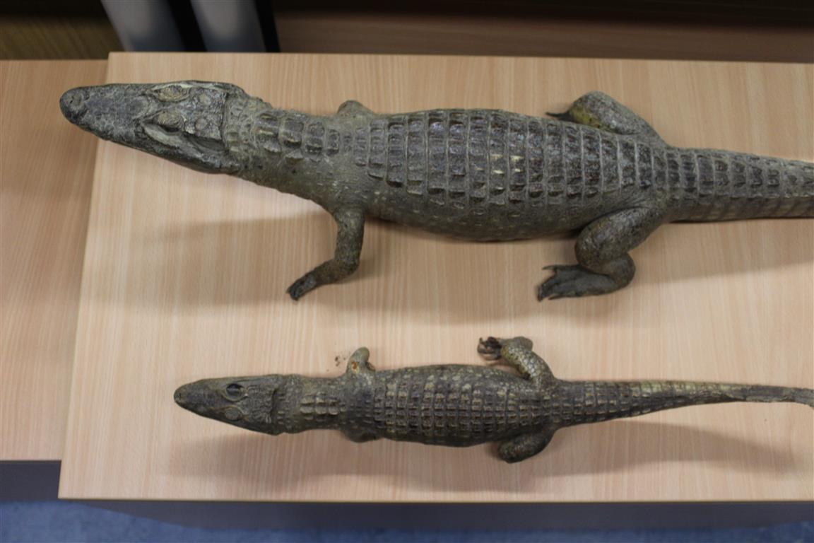 zwei präparierte Alligatoren