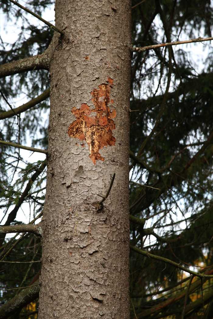 Vom Specht geöffnetes Brutbild, der Baum ist vollständig vom Buchdrucker besiedelt (Bild: R. John, FVA Baden-Württemberg, Abt. Waldschutz).