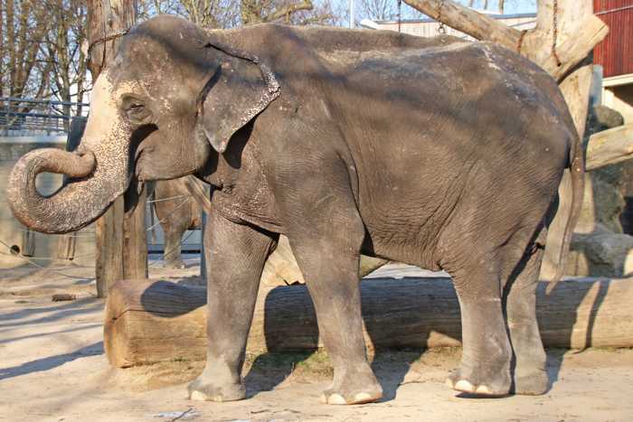 Bis zuletzt hatte Rani täglich das Außengelände der Elefantenanlage genutzt. Foto: Zoo Karlsruhe/Timo Deible