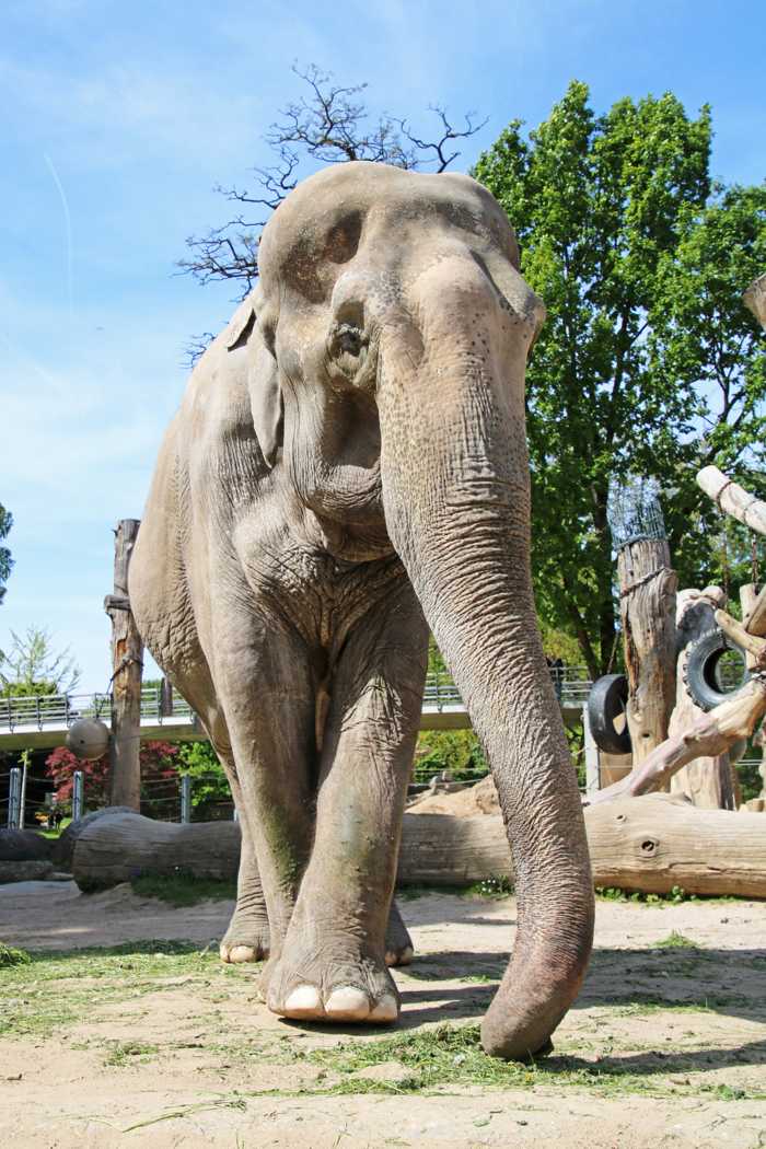 Rani ist am Samstagnachmittag in der Altersresidenz für Asiatische Elefanten gestorben. Foto: Zoo Karlsruhe/Timo Deible