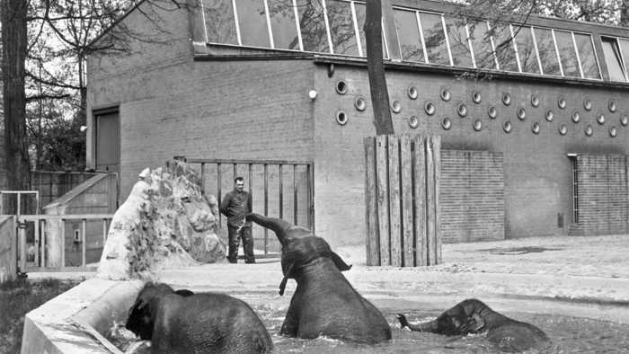 Blick zurück: Die Karlsruher Elefantengruppe besteht ab Herbst 1958 aus Trio Rani, Shanti und Nepal. Später kommt noch Trulli hinzu. Diese Gruppe hat über vier Jahrzehnte Bestand. Foto: Archiv