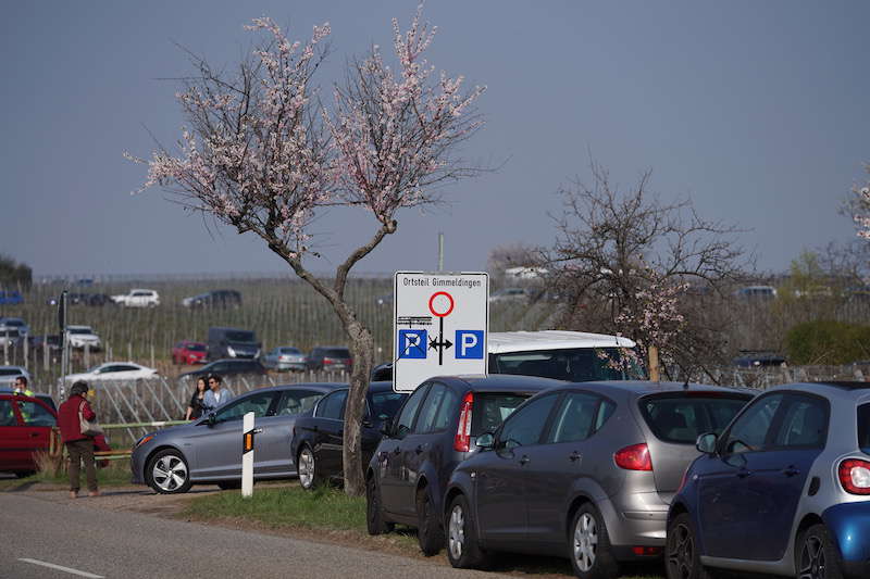 Gimmeldingen Mandelblütenfest 2019 (Foto: Reinhard Schnell)