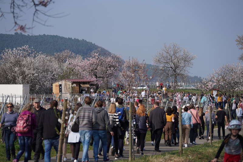 Gimmeldingen Mandelblütenfest 2019 (Foto: Reinhard Schnell)