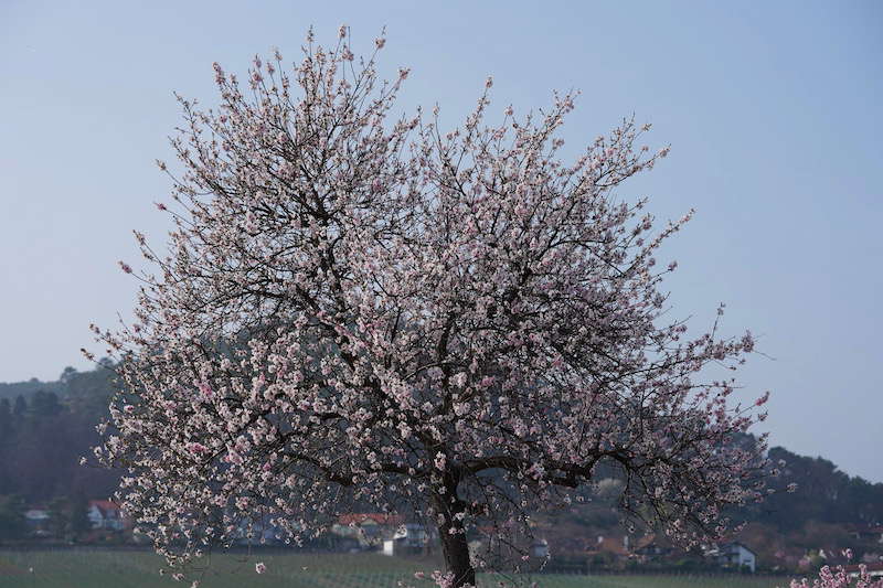 Gimmeldingen Mandelblütenfest 2019 (Foto: Reinhard Schnell)