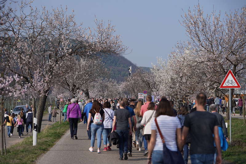 Gimmeldingen Mandelblütenfest 2019 (Foto: Reinhard Schnell)