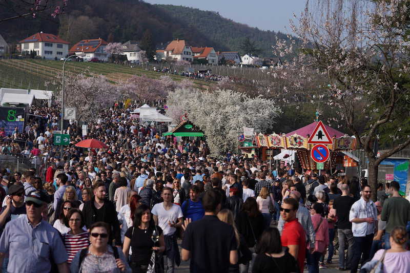 Gimmeldingen Mandelblütenfest 2019 (Foto: Reinhard Schnell)